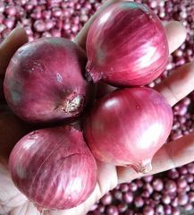 Red Onion – product photo 1, product detail gallery