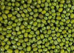 Green Mung Bean Size 3.5 Style Fresh Weight (kg) 25 Type Green Beans Brand Name Custom Address Bangladesh Shelf Life 2 - Image 3