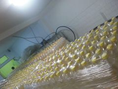 Edible Oils