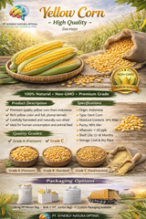 Yellow Corn - Image 1