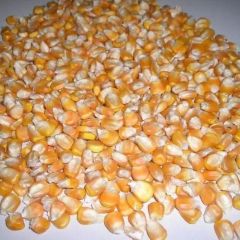 Best quality cheap pricesPremium Yellow Maize Yellow Corn for Animal Feed  Export Quality South Africa - Image 1