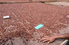 Cocoa Beans - Image 2
