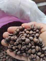 Coffee Beans Sourced from High Altitude Farms for Superior Taste and Consistent Quality - Image 2
