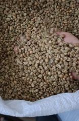 Robusta Coffee - Image 2