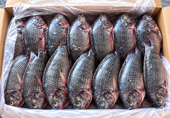 Tilapia Fresh , Frozen , Filet - Image 2