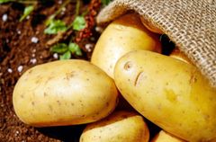 Fresh Potatoes High Quality with 0 % damage – product photo 3, product detail gallery