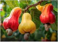 Raw cashew nuts (Anarcadium occidentale) W180 10% defective – product photo 5, product detail gallery