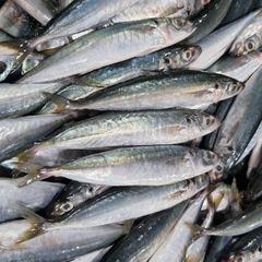 Frozen Mackerel Fish High Protein Seafood Choice Prepared For International Distribution And Import Markets - Image 5