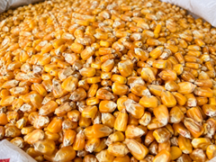 maize - Image 1