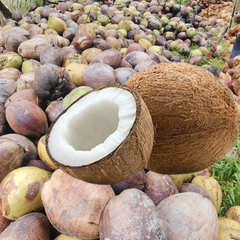 Semi-husked coconut – product photo 2, product detail gallery