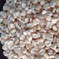 Best Quality white corn for human and animal feed cheap prices south africa sweet corn - Image 4