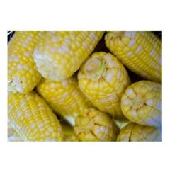 Farm Fresh Yellow Corn Sweet Corn Premium Quality Bulk Wholesale Fresh Produce - Image 5