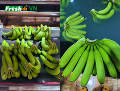 Fresh Cavendish Banana from Vietnam – Export Premium Quality – product photo 4, product detail gallery