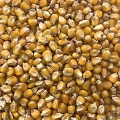 Feed Corn - Image 1