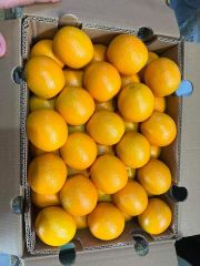 FRESH VALENCIA ORANGES FOR SALE!! CLASS 1 EXPORT QUALITY VALENCIA ORANGES FOR EXPORT – product photo 2, product detail gallery