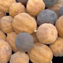 Egyptian Dried Lemon (Whole Dried Black & Yellow Lime) - Image 1