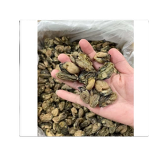 Top Air Without Shell Sun-dried Oysters [100GRAMS] Protein New Salt BQF Freezing Process In Gift Packing For cooking - Image 2