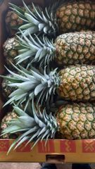 MD2 Fresh Pineapples - Image 4