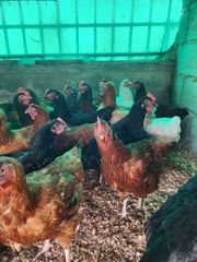 Chicken and poultry – product photo 3, product detail gallery