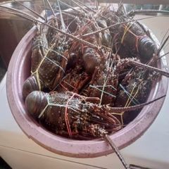 Frozen Norwegian Prawns IQF Premium Quality Wild Caught Sweet Flavor Seafood for Wholesale and Retail - Image 3