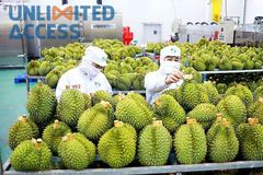 HIGH QUALITY FRESH DURIAN from VIETNAM Grade aaa Style Fresh Type DURIAN Weight (kg) 3 Address Viet Nam Shelf Life 7 - Image 4
