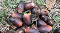 Premium Acorns Fresh Whole Seeds Natural Forest Harvest Rich In Fiber And Nutrients Traditional Food Ingredient Ideal For Animal Feed Craft And Processing Use Buy Now Fast Delivery Premium Quality Wholesale - Image 4