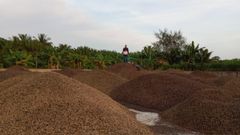PALM KERNEL SHELL (PKS) - Image 1