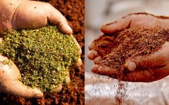 Premium South African Organic Rooibos Tea | Organic South African Rooibos & Honeybush Tea | Bulk Herbal Tea - Image 3