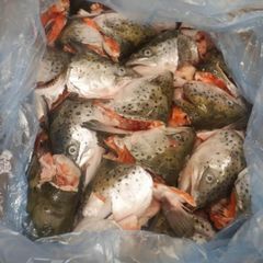 Hot Selling Frozen Atlantic Salmon Top Grade Premium Seafood with Rich Taste for Wholesale Bulk and Global Market - Image 2