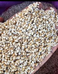 sesame seed – product photo 2, product detail gallery