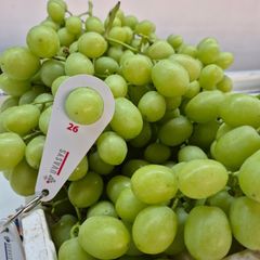 Fresh Grape