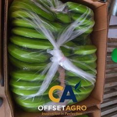 CAVENDISH BANANA FRESH GRADE A – product photo 2, product detail gallery