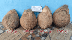 Fresh Coconut from Indonesia - Semi Husked Coconut – product photo 3, product detail gallery