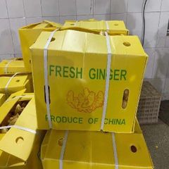High Quality Fresh Ginger From Thailand Good Quality Dried Ginger for Food Competitive Export - Image 1