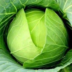 Freah Cabbage – product photo 1, product detail gallery