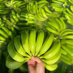 Vietnamese banana Cavendish type with Top grade Quality Natural and Fresh Bananas good selection - Image 1