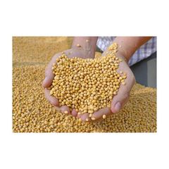 High Quality Based Non-GMO Wholesale Fresh SOYBEAN High Quality Ready to Ship - Image 3