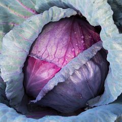 new organic red acre cabbage Content / Style Fresh Variety all Type Cabbage Weight (kg) 0 Ingredients / Address durban Shelf Life 1 - Image 3