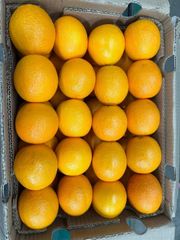 CLASS 1 Export quality Fresh South African Valencia Oranges – Ready for Export! Excellent Packaging - Image 3