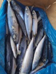 Quality Frozen Mackerel Fish for Export Style Whole Origin China Trademark OEM Processing IQF HS Code 030354 Model NO. frozen fish - Image 4