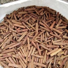 Cigarette Cassia - Image 5