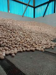 Nutmeg  – product photo 2, product detail gallery