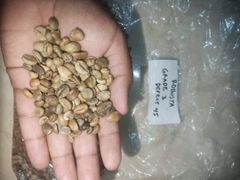 Robusta green Bean  – product photo 4, product detail gallery