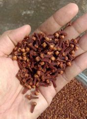 Clove - Image 2