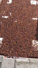 Cloves 50 kg Net PP Bags Quality: Lal Pari, FAQ, Grade 1, Hand Pick Sorted (HPS) - Image 3