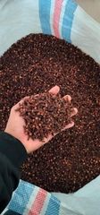 Clove - Image 1