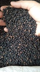 Black pepper GL 500 -550 – product photo 1, product detail gallery