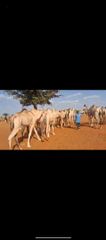 Goats,sheep and camel – product photo 2, product detail gallery