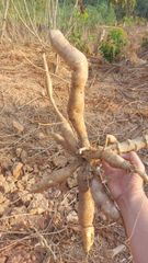 Fresh Cassava - Image 1