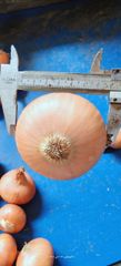 Onions - Image 4